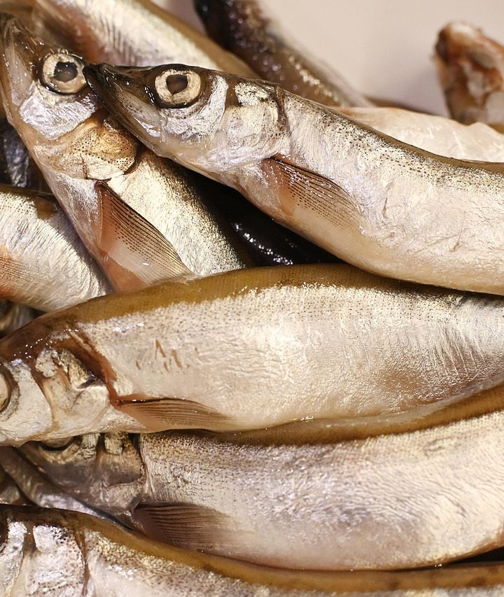 Cara Memilih Ikan Segar di Pasar: 7 Cek Cepat, Anti Tipu