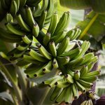Pisang Raja vs Pisang Tanduk: Beda Rasa, Tekstur, dan Kapan Dipakai