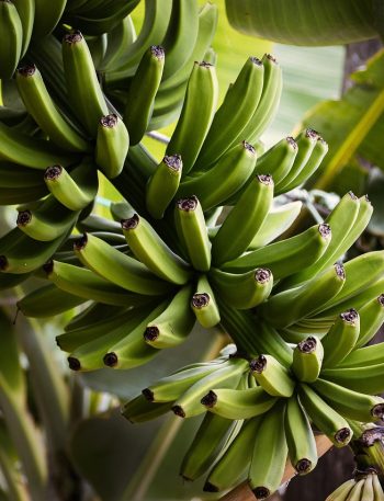 Pisang Raja vs Pisang Tanduk: Beda Rasa, Tekstur, dan Kapan Dipakai