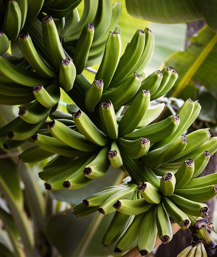 Pisang Raja vs Pisang Tanduk: Beda Rasa, Tekstur, dan Kapan Dipakai